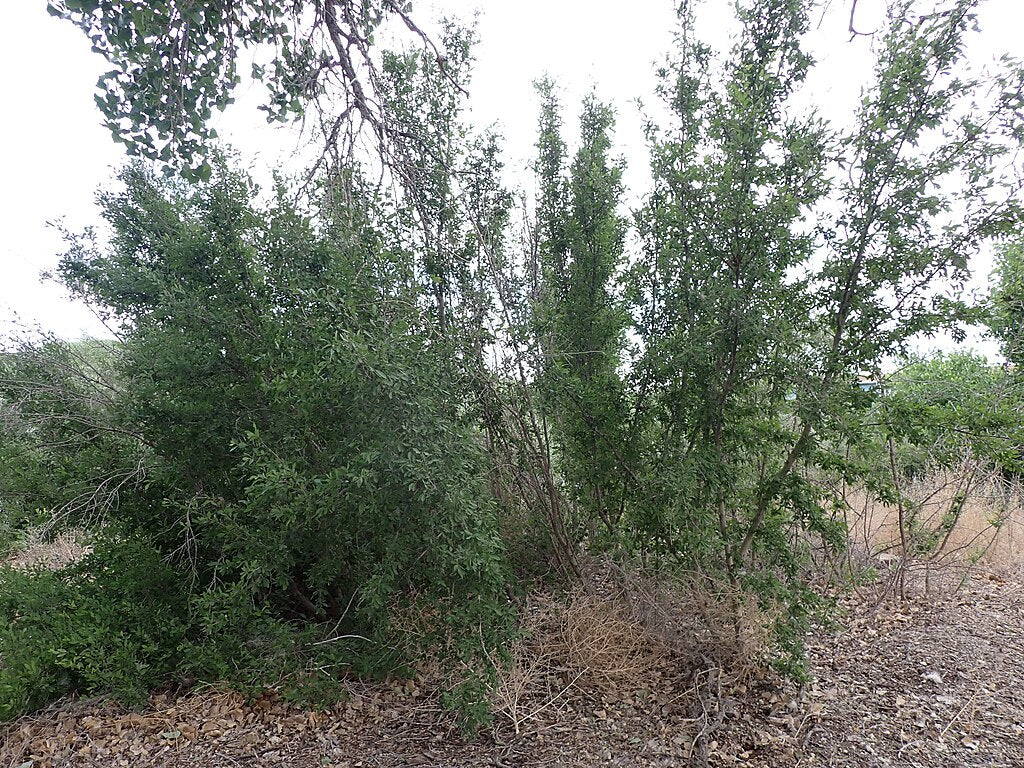 Forestiera pubescens - Desert Olive