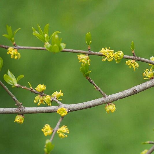 Forestiera pubescens - Desert Olive