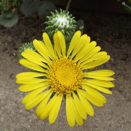 Grindelia camporum - Great Valley Gumweed