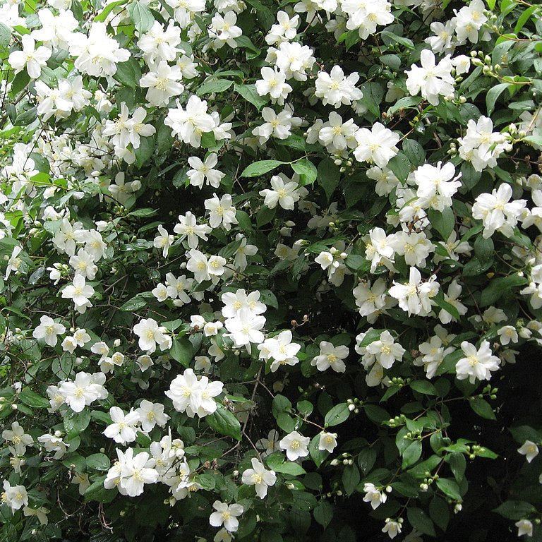 Philadelphus lewisii - Mock Orange