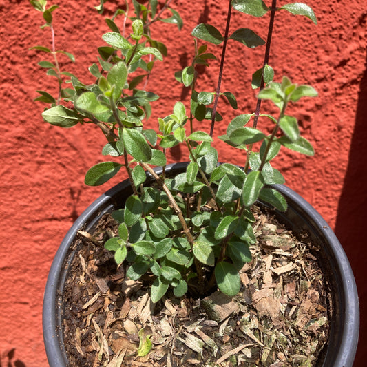 Lonicera subspicata - Southern Honeysuckle