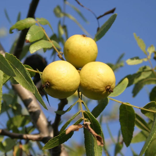 Juglans californica - Black Walnut