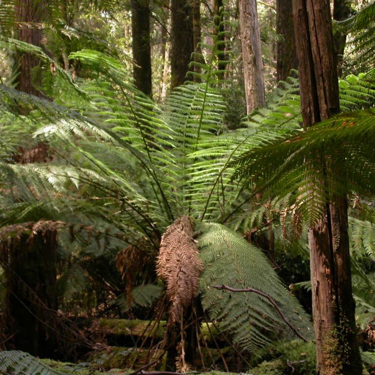 Dicksonia antarctica - Tree Fern