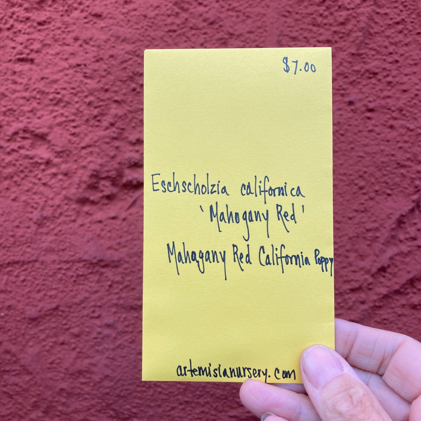 Mahogany Red California Poppy Seeds - Eschscholzia californica 'Mahogany Red'