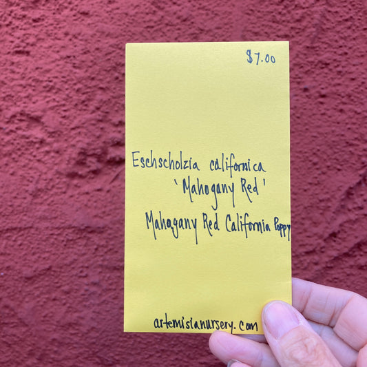 Mahogany Red California Poppy Seeds - Eschscholzia californica 'Mahogany Red'