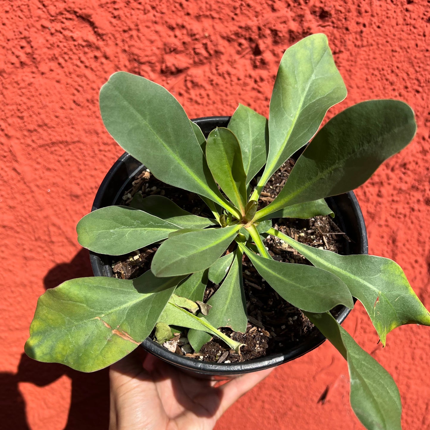 Limonium californicum  - California Sea Lavender