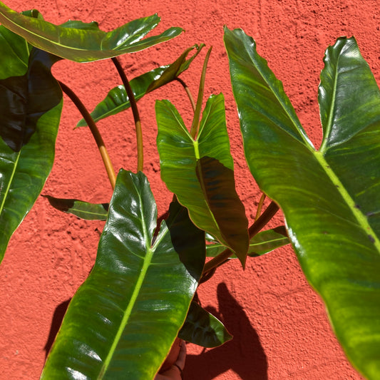 Philodendron billietiae