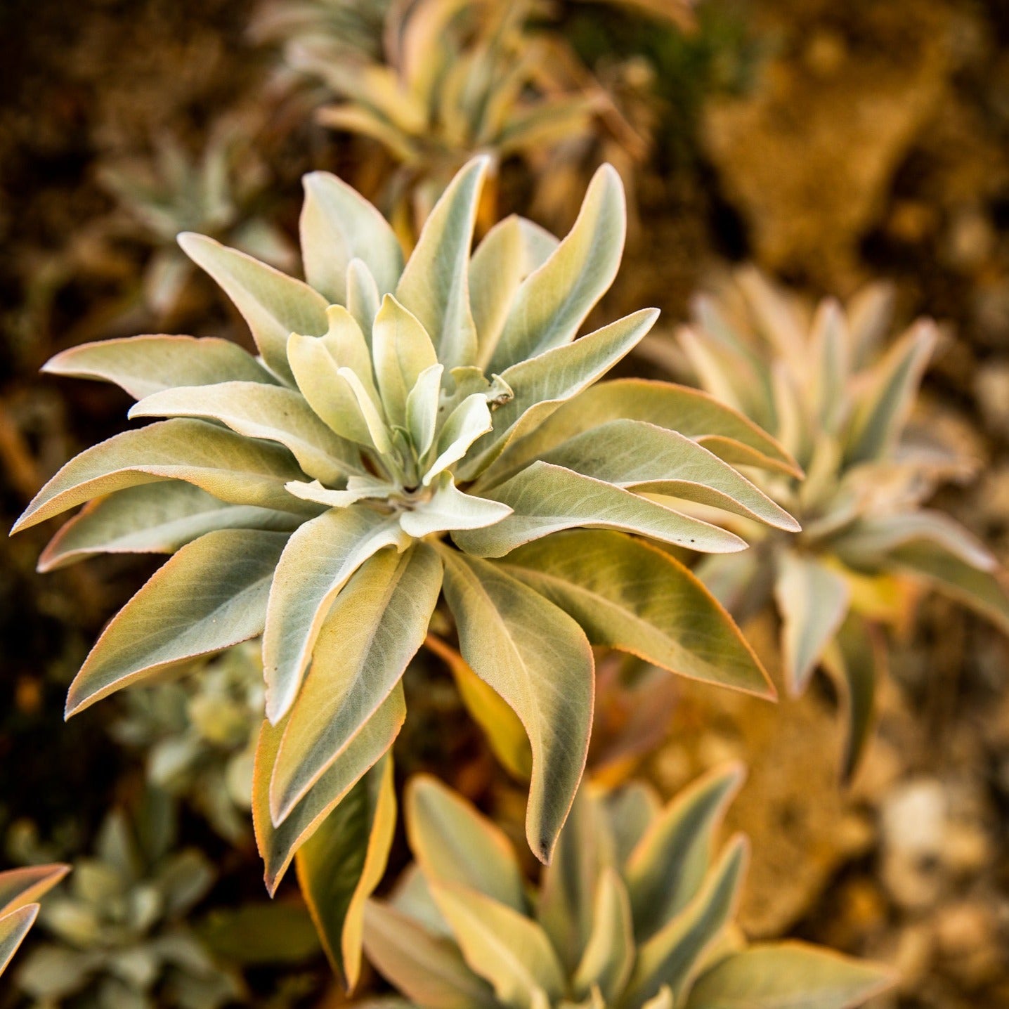 Salvia apiana - White Sage