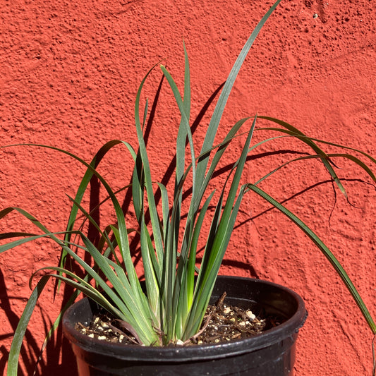 Iris douglasiana 'Canyon Sunshine' - Canyon Sunshine PCH Hybrid