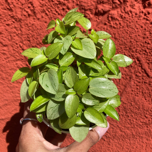 Peperomia 'Pixie Lime'