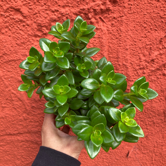 Nematanthus Goldfish 'Shady Lady Marlene'