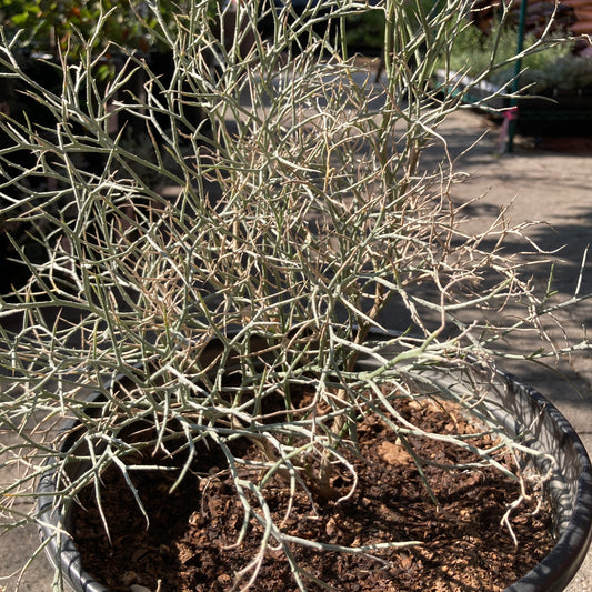 Psorothamnus spinosus - Smoke Tree