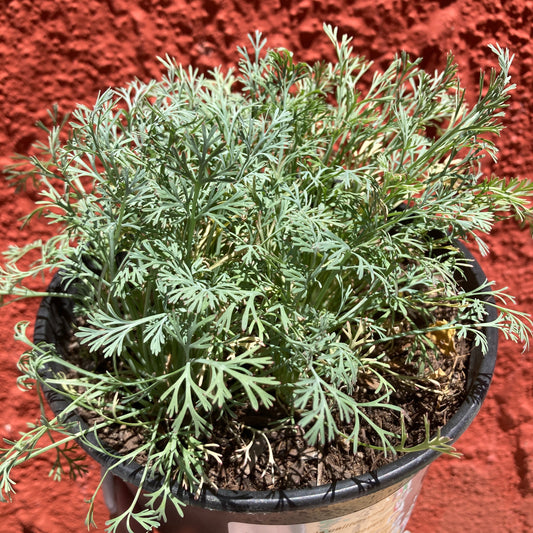Eschscholzia californica 'Carmine King'