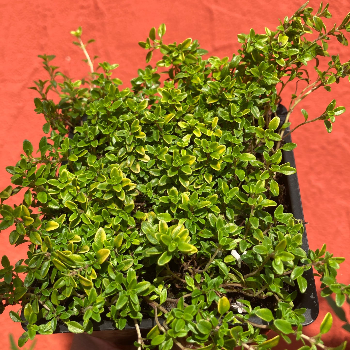 Thymus citriodorus 'Lime'