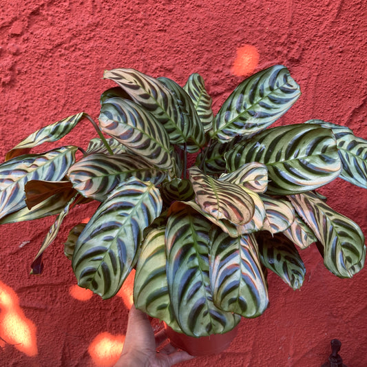 Calathea 'Burle Marx' - Prayer Plant