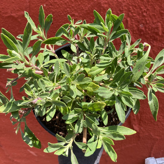 Salvia 'Shirley's Creeper' - Shirley's Creeper Sage