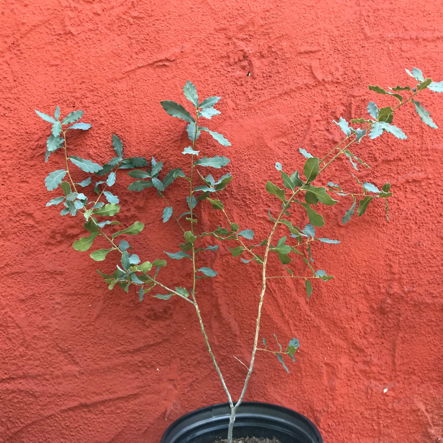 Quercus engelmannii - Engelmann Oak, Mesa Oak