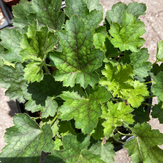 Heuchera 'Lillian's Pink' - Lillian's Pink Coral Bells