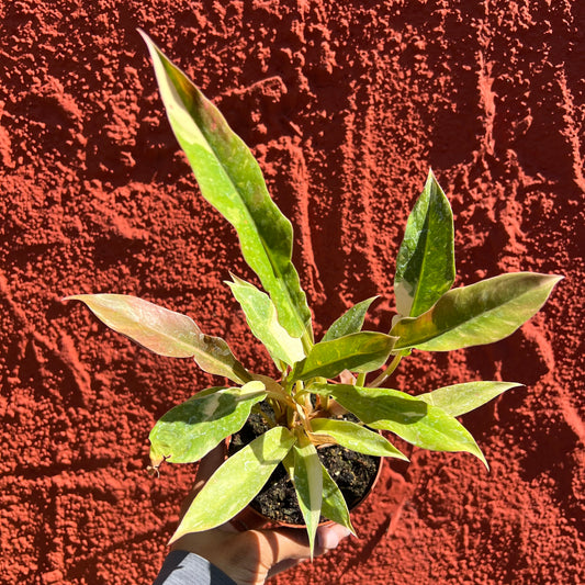 Philodendron Ring of Fire