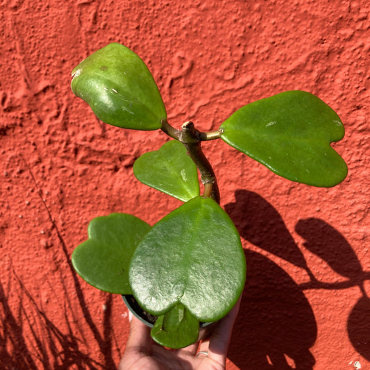 Hoya kerrii - Sweetheart Plant