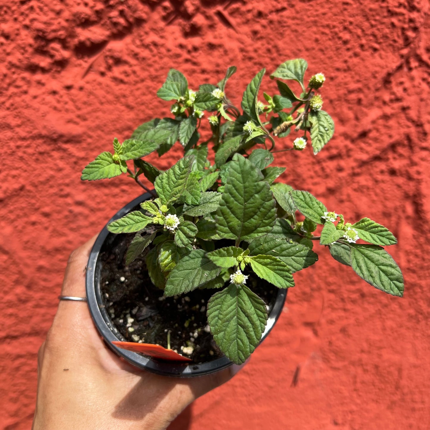 Mexican Oregano