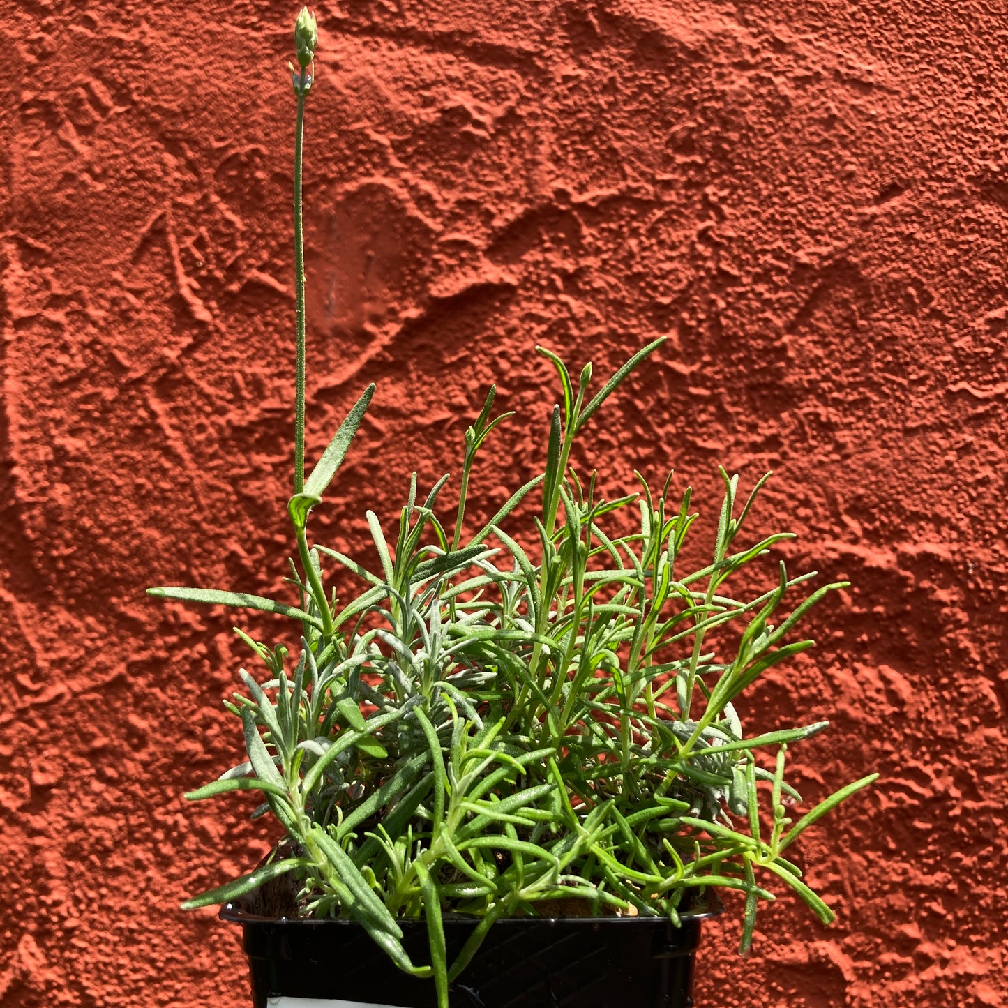 Lavandula 'Munstead' - Munstead Lavender