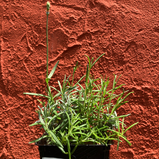 Lavandula 'Munstead' - Munstead Lavender