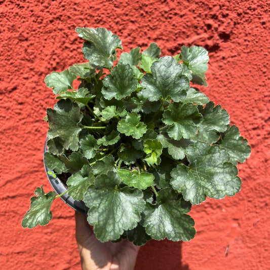 Heuchera 'Canyon Delight' - Coral Bells