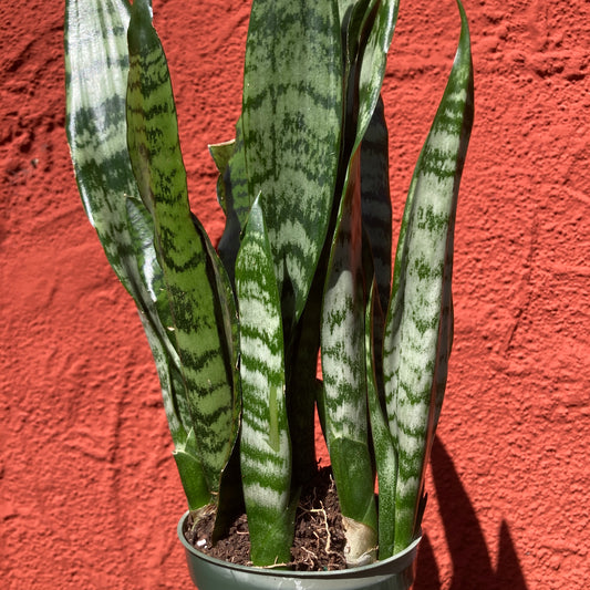Sansevieria zeylanica - Snake Plant