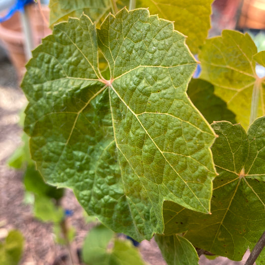 Vitis girdiana - Desert Grape