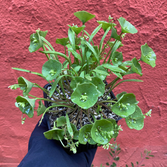 Claytonia perfoliata - Miner's Lettuce