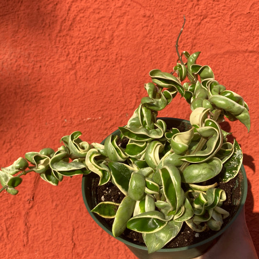 Hoya carnosa compacta variegata - Variegated Hindu Rope Hoya