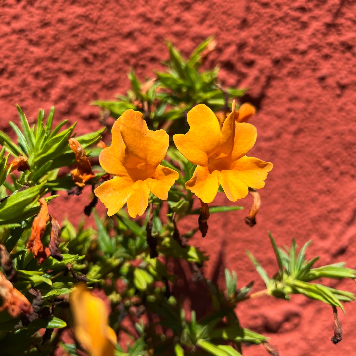 Mimulus ‘Jelly Bean Cinnamon’ - Cinnamon Jelly Bean Monkeyflower