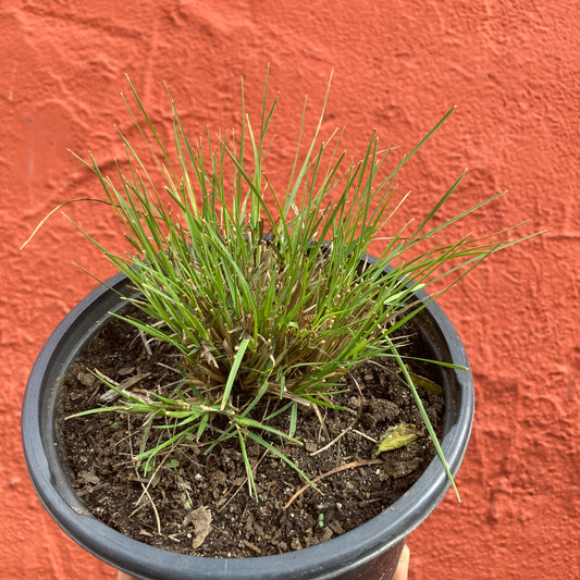 Bouteloua 'Pestana de Angeles' - Angel Eyelash Blue Grama Grass