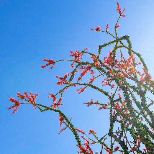 Fouquieria splendens - Ocotillo