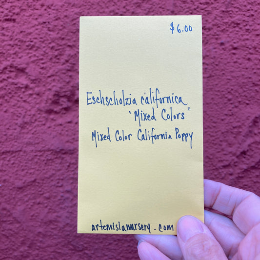 Mixed Colors California Poppy Seeds - Eschscholzia californica 'Mixed Colors'