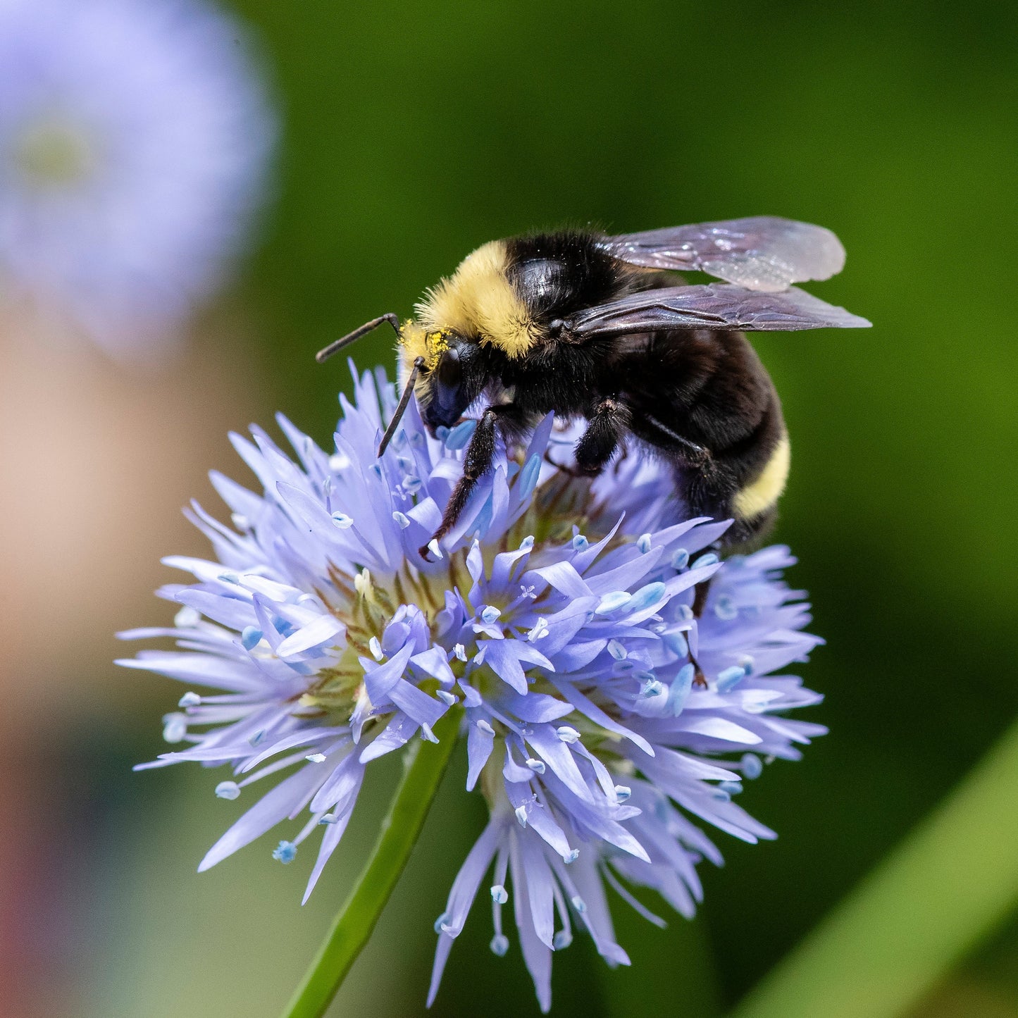 Gilia capitata - Globe Gilia