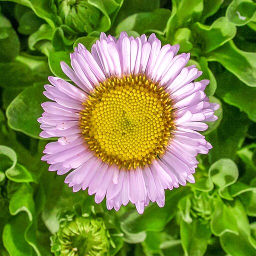 Erigeron glaucus - Seaside Daisy