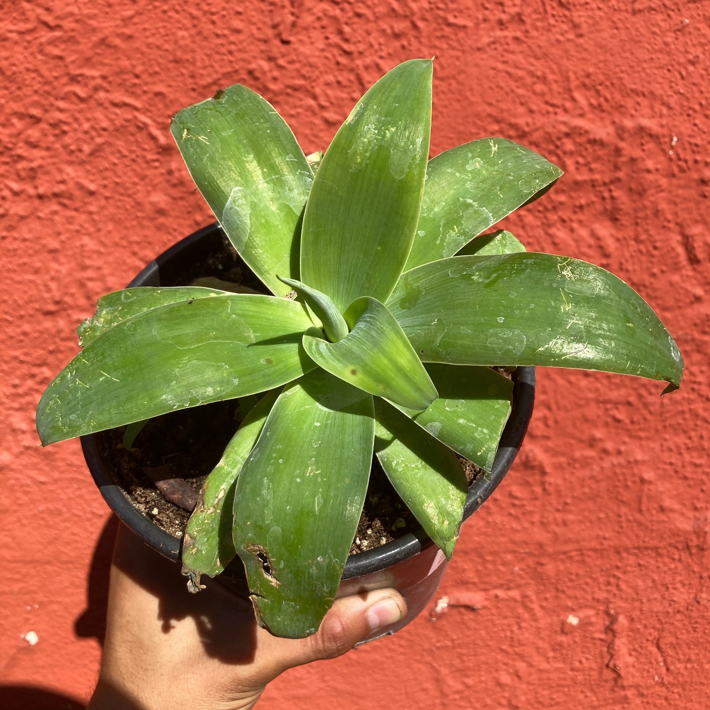 Agave attenuata - Foxtail Agave