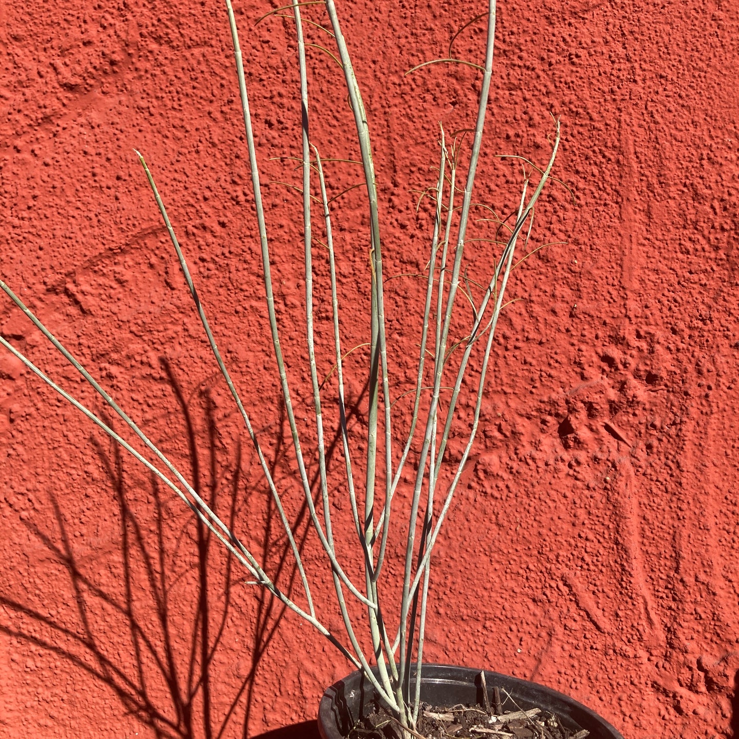 Asclepias subulata - Rush Milkweed