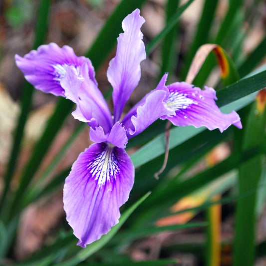 Iris douglasiana - Douglas Iris