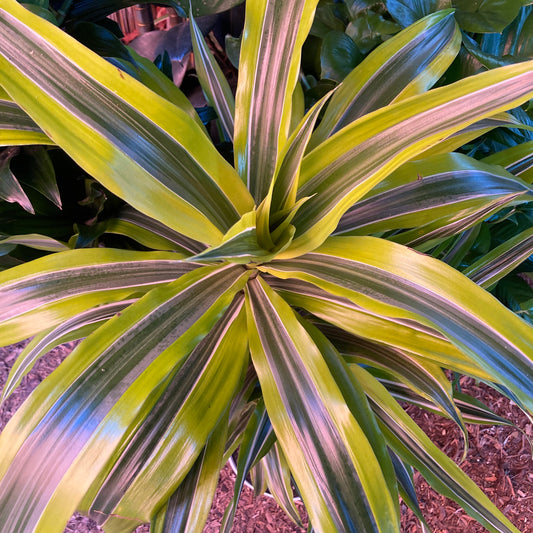 Dracaena sp., Green Stripe