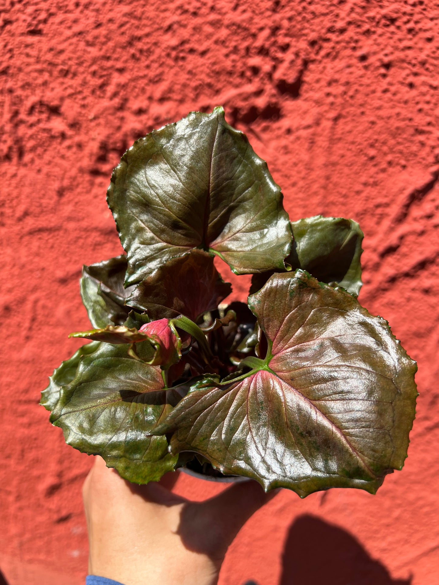 Syngonium ‘Strawberry Ice’ - Arrowhead Plant (Copy)