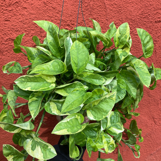 Epipremnum 'Monet Sol' - Pothos