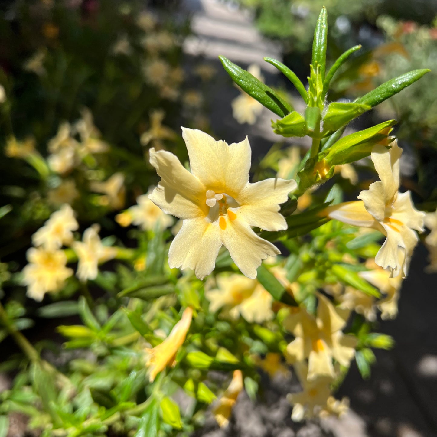 Mimulus 'Changeling' - Changeling Monkeyflower