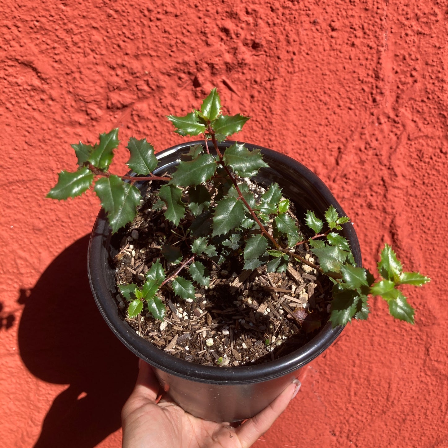 Rhamnus ilicifolia - Hollyleaf Redberry