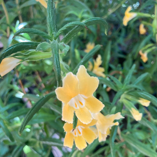 Mimulus aurantiacus (syn. Diplacus aurantiacus) - Sticky Monkey Flower