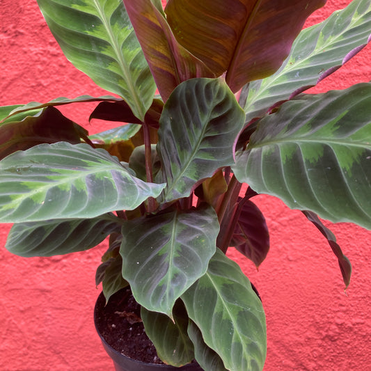 Calathea Warcewiczii