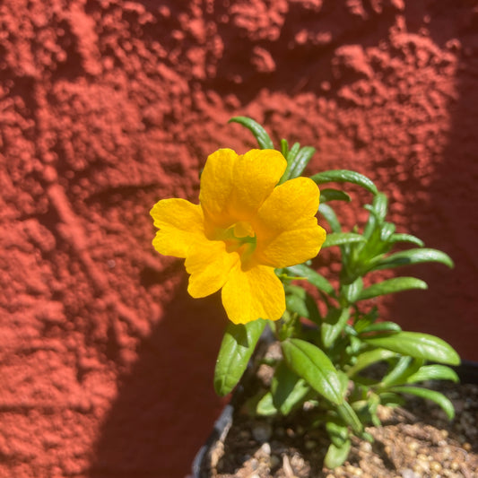 Mimulus 'Yellow' - Yellow Monkeyflower