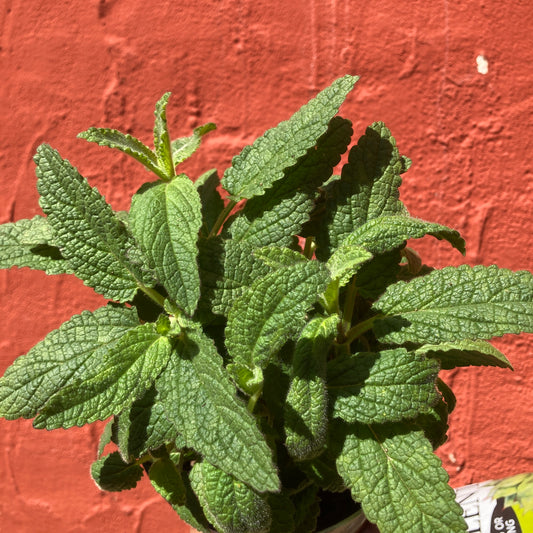 Stachys stebbinsii - Hedge Nettle